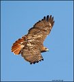 _2SB1596 red-tailed hawk